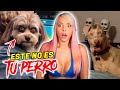 Ese no es tu perro es un skinwalker jenny devil