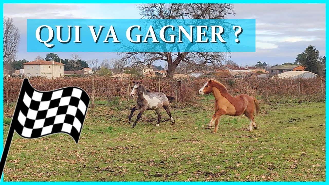 ACE ET NAGINI FONT LA COURSE - C'est le dernier entrainement avant le Jumping de Bordeaux