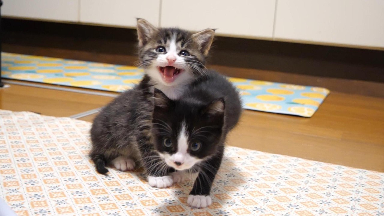 食べてないふり作戦で、赤ちゃん子猫がママにご飯のおねだりをしてみたら？【赤ちゃん猫　保護猫】