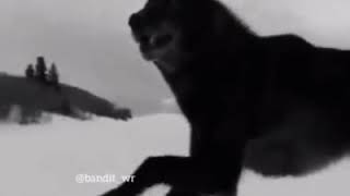 Dolya Whatsapp Status