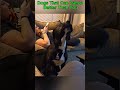 Dogs With Serious Dance Skills 🐶💃