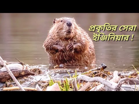 ভিডিও: কিভাবে beavers সাথী?