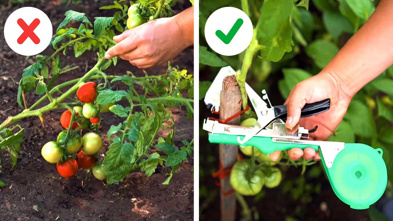 Smart tricks for Healthy Plants. Gadgets and tips for Growing