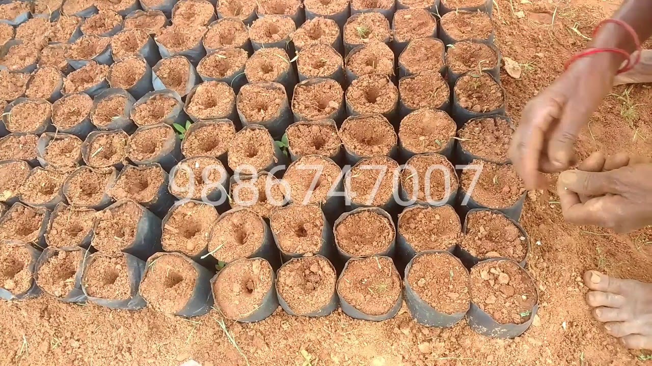 Drumstick 🍀 Nursery 🌱 Plants 🌿 available for sale YouTube