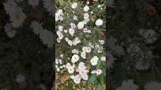 Счастливые события уже на пороге #изобилие #любовь #уютныйдом #flowers #цветы #природа #vlogtober