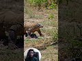 Komodo Dragon Attacks Python Snake In Lightning Fast Strike Brutal Wildlife Predator Battle mp3