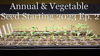 Annual & Vegetable Seed Starting 2023 Ep. 2 by Blazin Blooms 289 views 1 year ago 3 minutes, 44 seconds