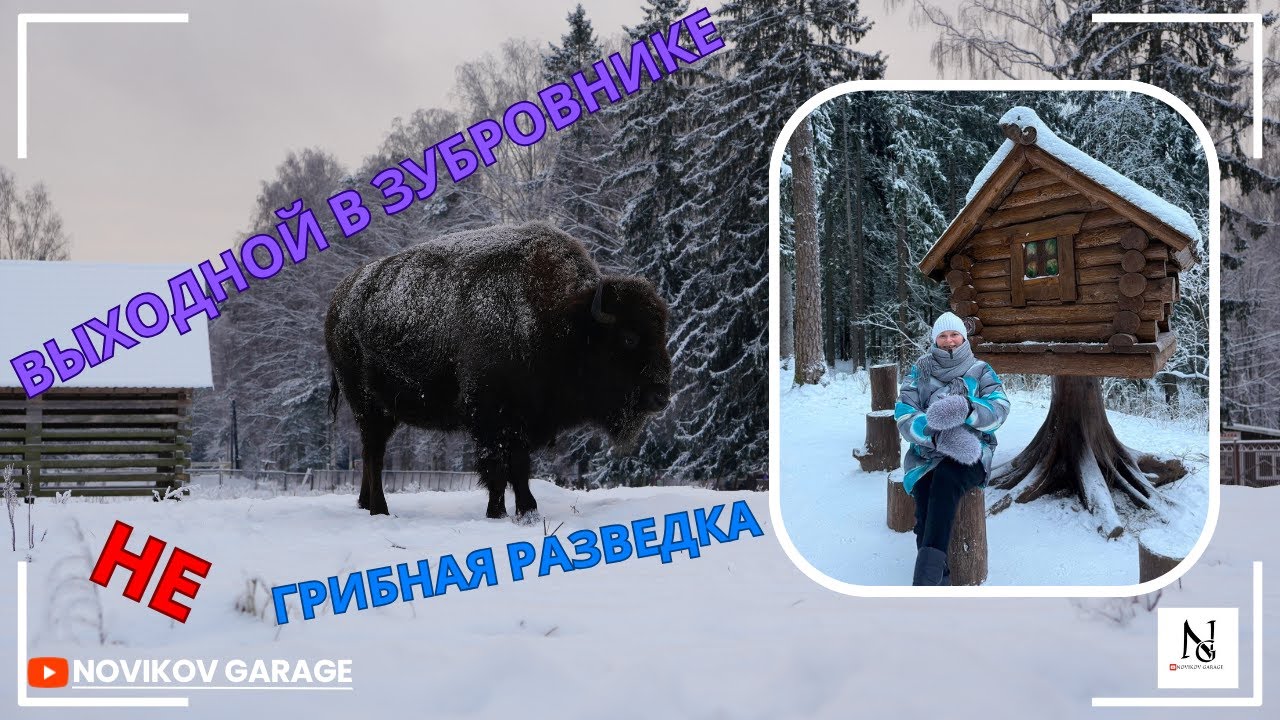 Выходной в гостях у зубробизонов :)