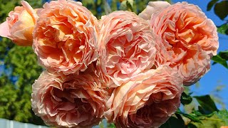 Роза Абрахам Дерби. Английские розы в Подмосковье