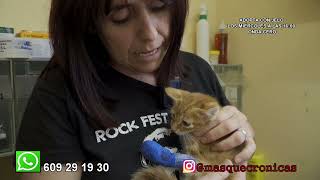 12 10 ADOPTA EN JELO GATO GRINGO