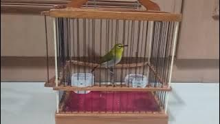 Pleci Buxtoni Banten FULL NEMBAKKK