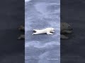 Инструкция от белого медведя по прохождению по тонкому льду