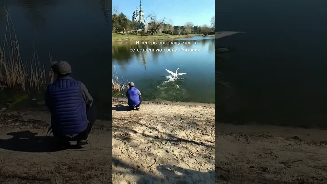 Взрослый серый лебедь после ЧМТ возвращается в естественную среду обитания 🦢🦢🦢