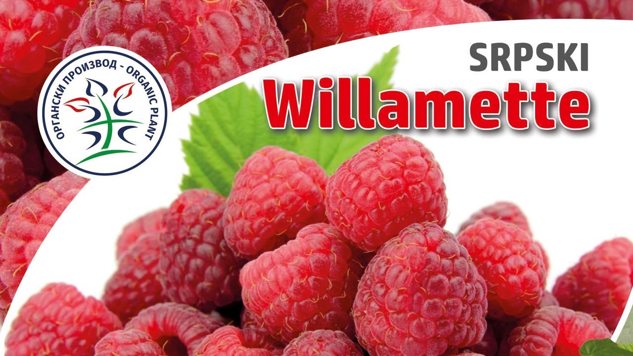 Malina srpski Vilamet  - prezentacija