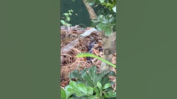 Rắn roi (rắn lục kim) - không có nọc độc #shortvideo #thưgiãn