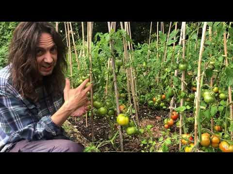 Video: Jak Se Vypořádat S Pruhováním Rajčat