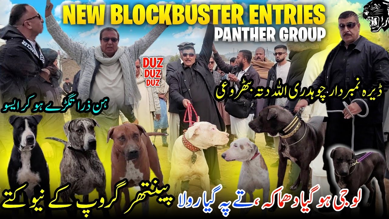 New Blockbuster Entries in Panther Group 😍✨ Dera Ch Numberdar Allah Dita || All Record Break ||