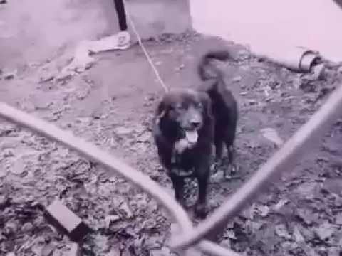 "A Dog's Life" Adrian Zmed says "Don't Chain Your ...