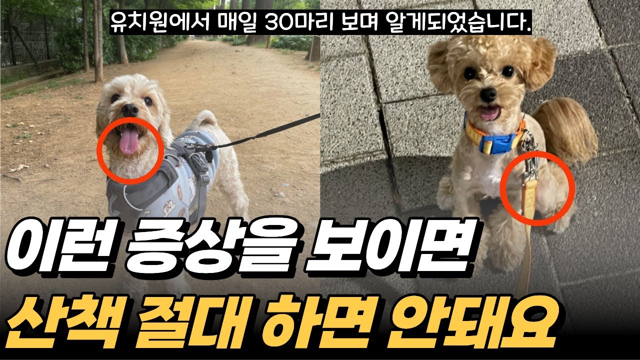 이런증상보이면 산책하면 안돼요! 보호자라면 꼭 알아야 할 반려견 산책신호