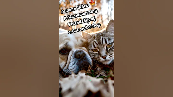 Video 11344051: british shorthair cat, cat french, cat dog playing