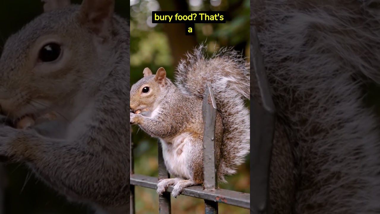 Amazing Squirrel Facts!  