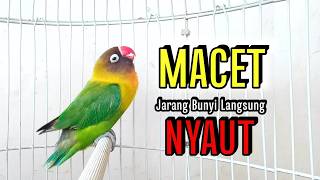 Lovebird Ngekek Panjang MANTAB Buat Pancingan, Lovebird BISU JARANG BUNYI Langsung NYAUT