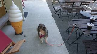 【カントリーシェルティー#1】 おしゃれなカフェ☕でまったり