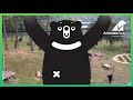 A Nowhere Bear comes home