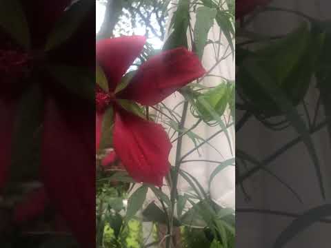 Videó: Texas Star Hibiscus Care – Texas Star hibiszkusz növények termesztése