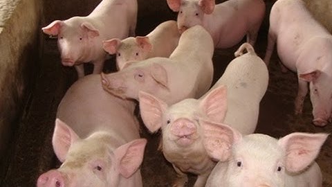 Biện pháp phòng và điều trị bệnh tiêu chảy ở lợn con