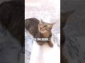 No word ends with the letter V in the entire English language?! 😱💯 #catshorts #cat #funny