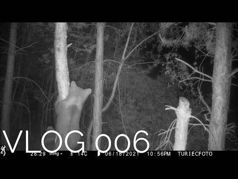 Medvede a poľovník - hejslovák | VLOG 006