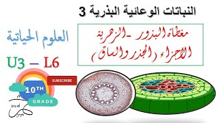 الجذر والساق مغطاة البذور - النباتات الوعائية البذرية - العلوم الحياتية العاشر - المنهاج الاردني