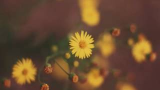 Eylül-Papatyalar Lyric Video