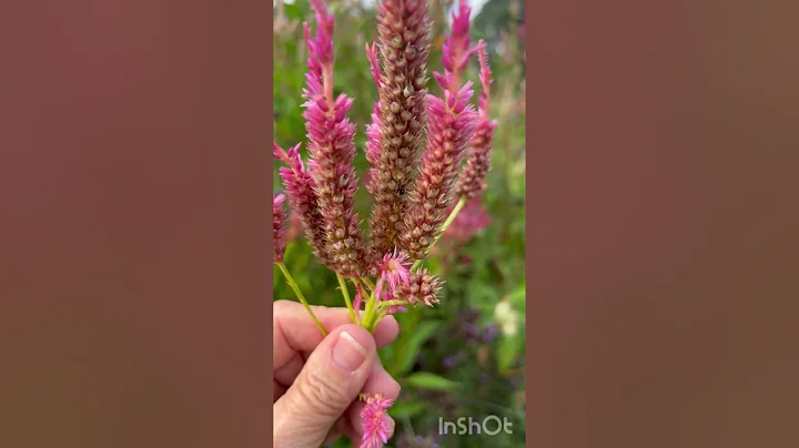 How to save celosia seeds Easily