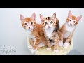LIVE:  Feral rescue cat Naya and her newborn kittens!