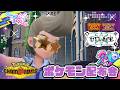 初見歓迎 色違いもあり!ポケモンSV配布交換会 詳細は概要欄へ ポケモンsv 剣盾 ダイパ