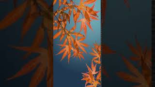 Autumn leaves and sunshine Animated