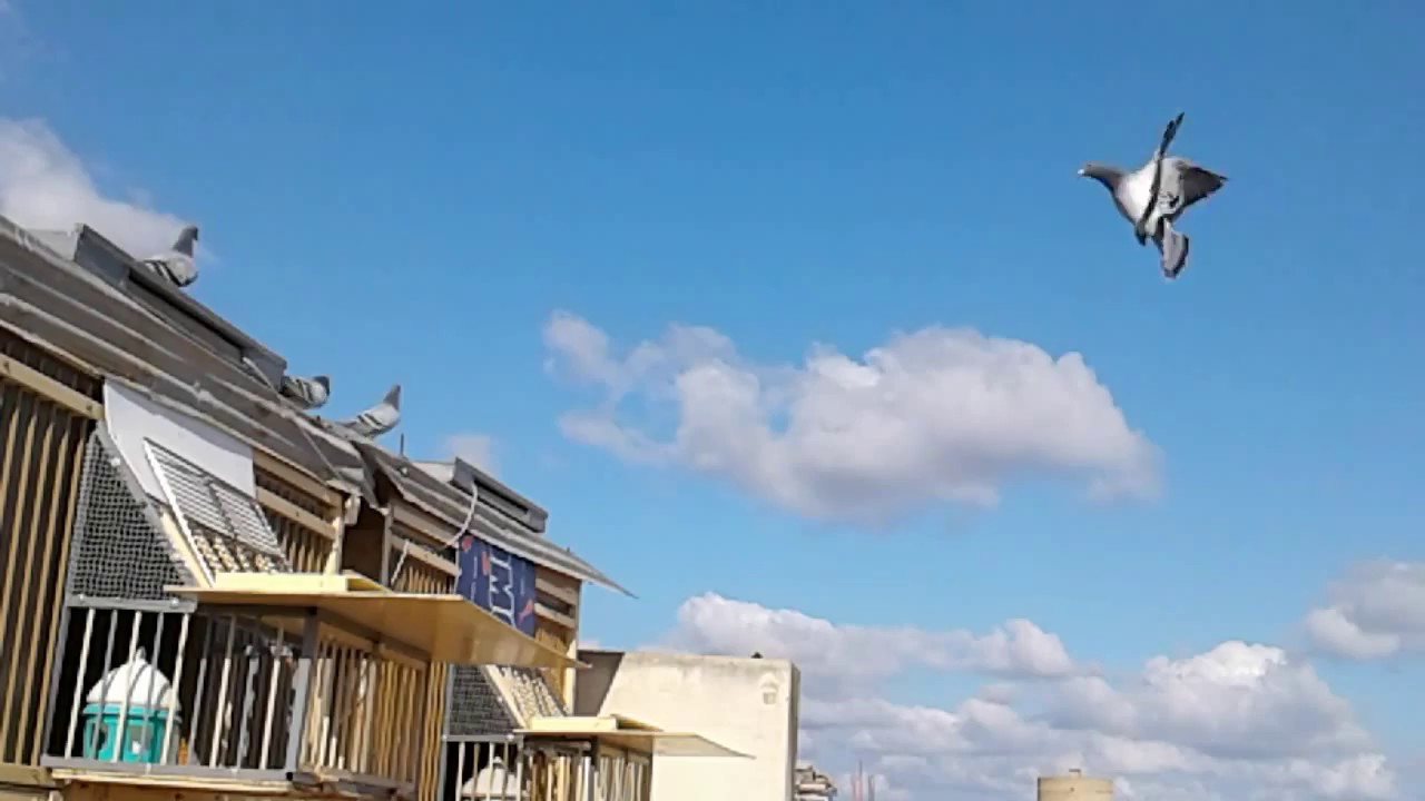 دخول الحمام من سباق الجديدة 175 كم 30/01/2016 عند اللإخوان أيت بن يعز و المرتبة 1-2-3-4-5-7-9-10