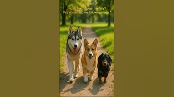 How many loops until you get it right? #cutedogs #pets  #husky