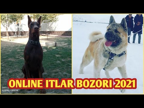 Video: Norvegiyalik Elkhound It Zoti Hipoallergen, Sog'lig'i Va Umr Ko'rish Muddati