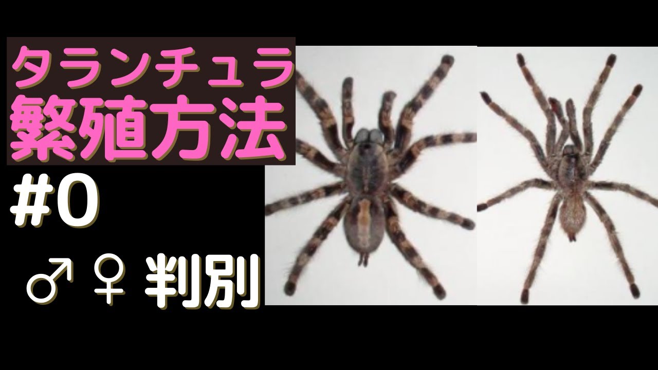How to Determine the Sex of a Tarantula - YouTube