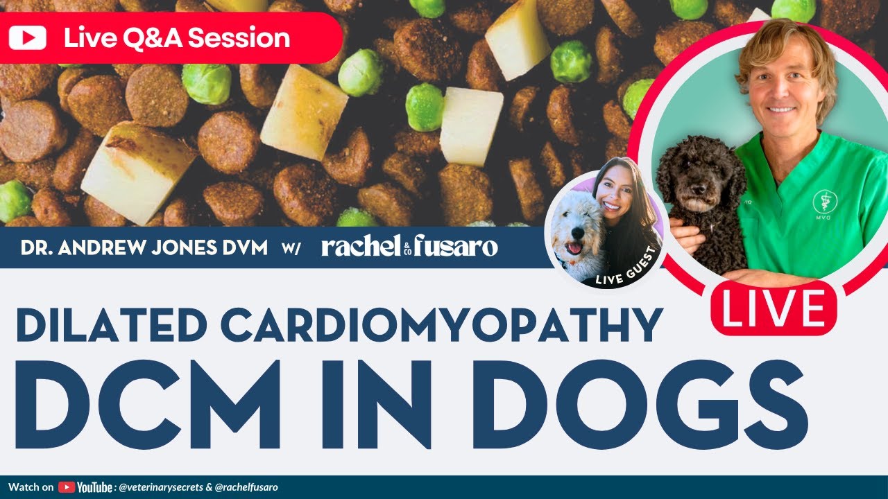 Is Your Dog at Risk for Heart Disease? What Pet Owners NEED to Know (DCM Update)