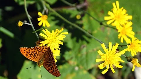 Vilken är den vanligaste blomman i Sverige?