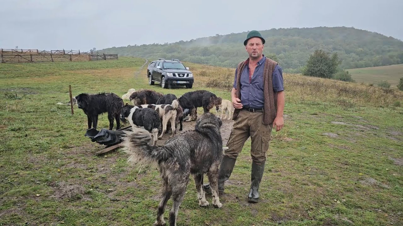 ОВЧАРКИ, КОТОРЫЕ НЕ БОЯТСЯ МЕДВЕДЯ, НА ФЕРМЕ CSABA В БЕЛИНЕ.