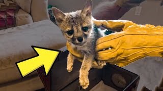 Family Rescues dehydrated Baby Fox That Confused Their Dog For Its Mom