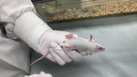 Mouse Intraperitoneal (IP) Injection