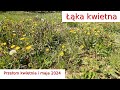 Łąka kwietna. Co kwitnie na przełomie kwietnia i maja? Jak ją założyć i utrzymać w dobrym stanie?