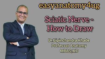 Sciatic Nerve - "How to Draw"@easyanatomyformedicos