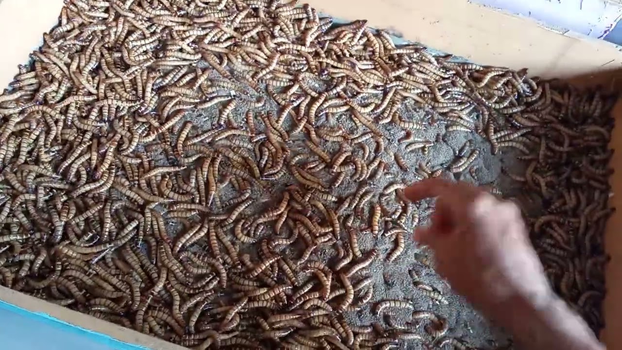 cara membuat kumbang ulat jerman yang mudah